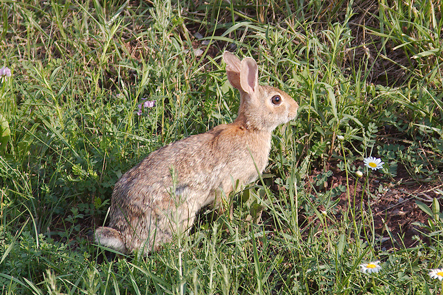 rabbit