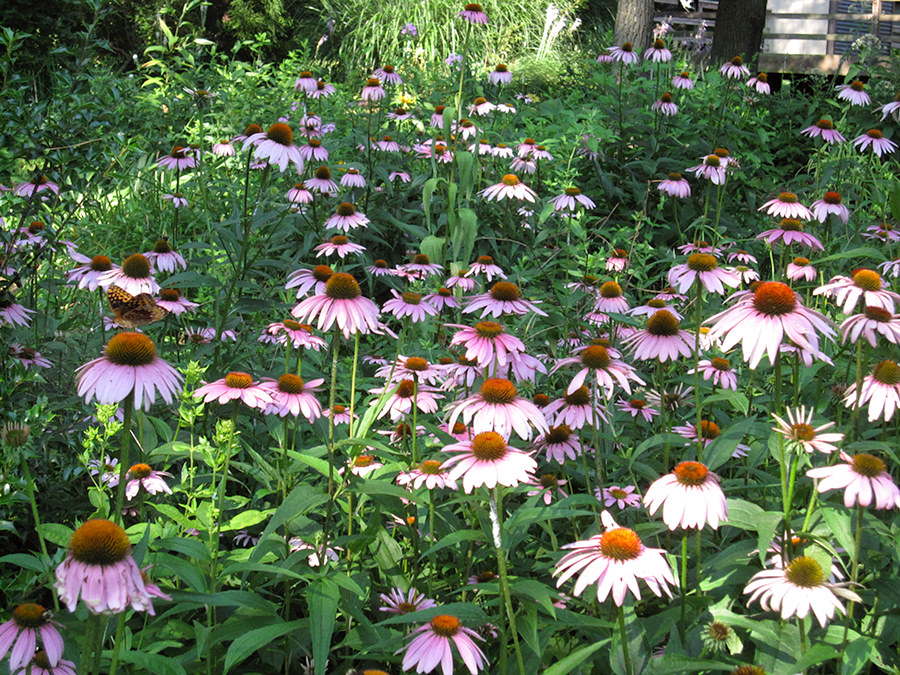 butterfly garden