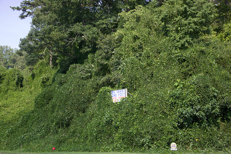 kudzu