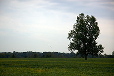 bi-plane crop duster at work