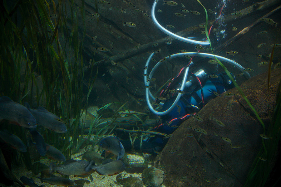 piranha lurk as a diver cleans the tank