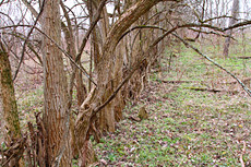 cool old tree fence