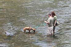 boxer's first experience with cold running water