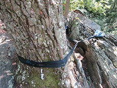 another nice anchor - redundant webbing loops, knots in the back of the tree, and a piece of old jeans protecting the webbing from abrasion