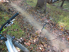 one of several snakes we saw hanging out on the trail