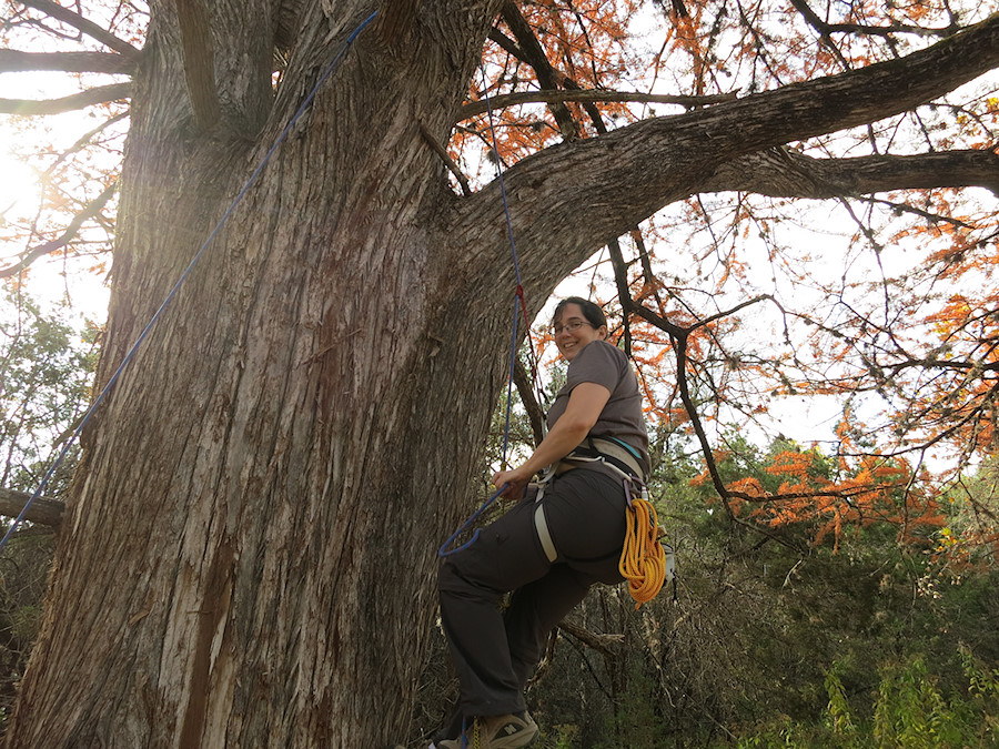 tree climbing