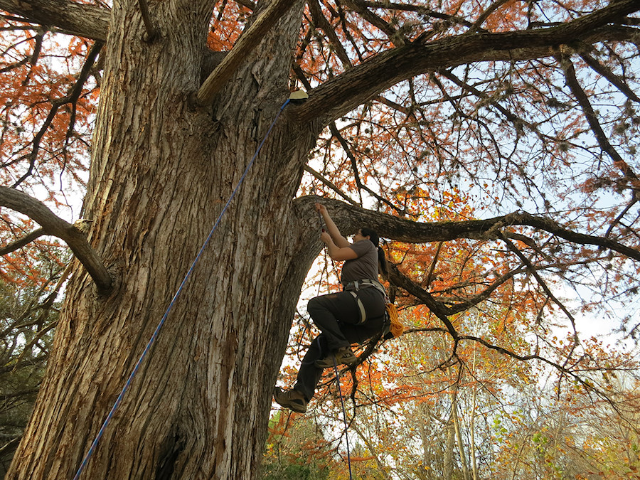 tree climbing