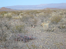 blurry photo of the coyote that accidentally snuck up on me