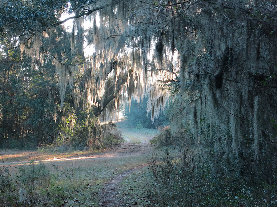 this park has all of my favorite Florida habitats