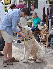 dogs are big in Williamsburg