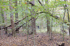 part of the trail we were brushing off - path is better served by a more sustainable trail about 300' up the hill