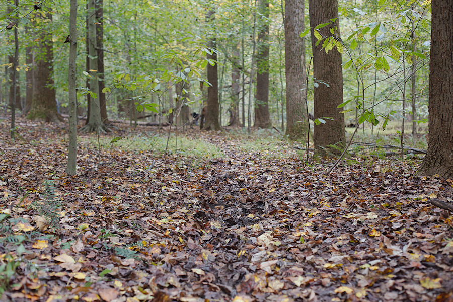 part of the social trail we were brushing in