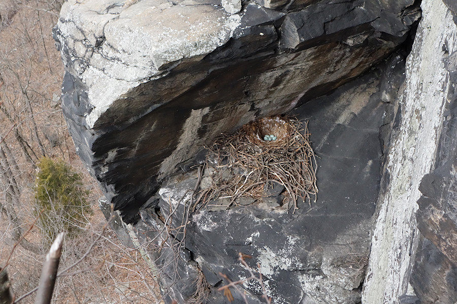 looking down at a bird's nest on the next feature over