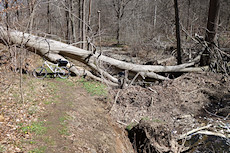 giant downed tree on a side-path I took