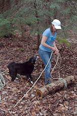 Magnet the dog supervises a volunteer