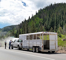 unlucky horses at Vail Pass