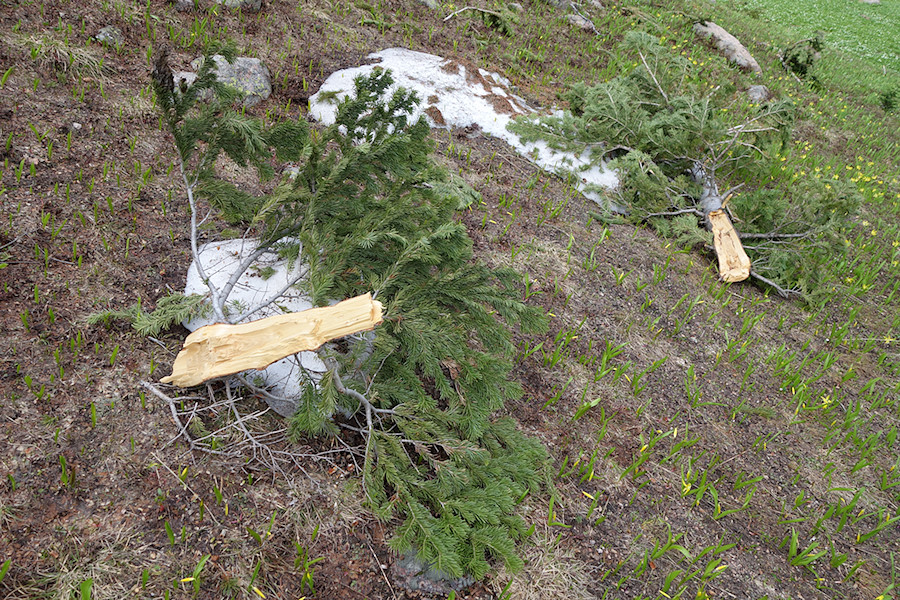 evidence of recent very high winds - tree branches here were 100' away from hosts