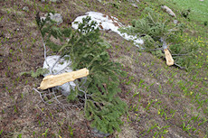 evidence of recent very high winds - tree branches here were 100' away from hosts