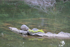 Potomac River