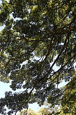 This tree is relatively cooperative at the canopy level.