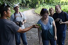 smelling noni fruit