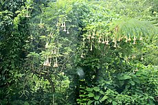 Angel's Trumpet