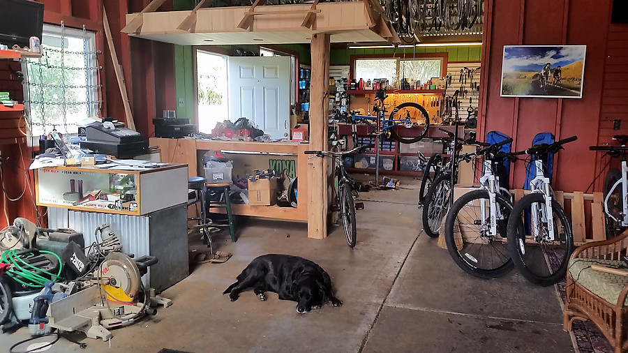 bike shop dog