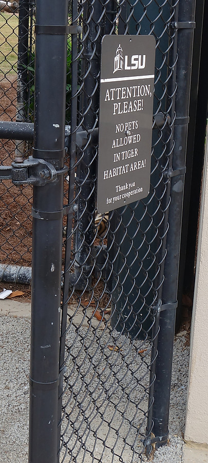 yes, that's a tiger tail through the fence