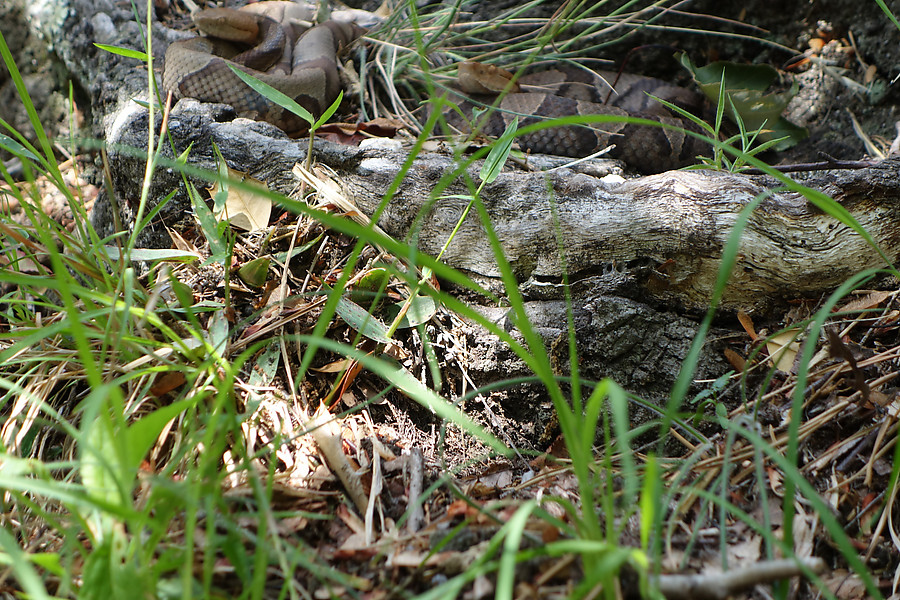 copperheads about 30' to the right of Second Coming