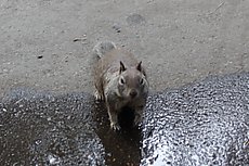 high aspect ratio valley squirrel