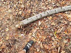 large branch that had fallen and dug a foot-sized hole in the trail during high winds