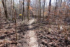 the worst of the hog damage - looks like a WW1 battlefield in Verdun