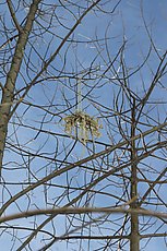 static rope someone accidentally put in to the tree