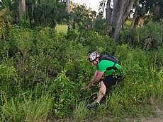 pulling invasive brazilian peppers during a break