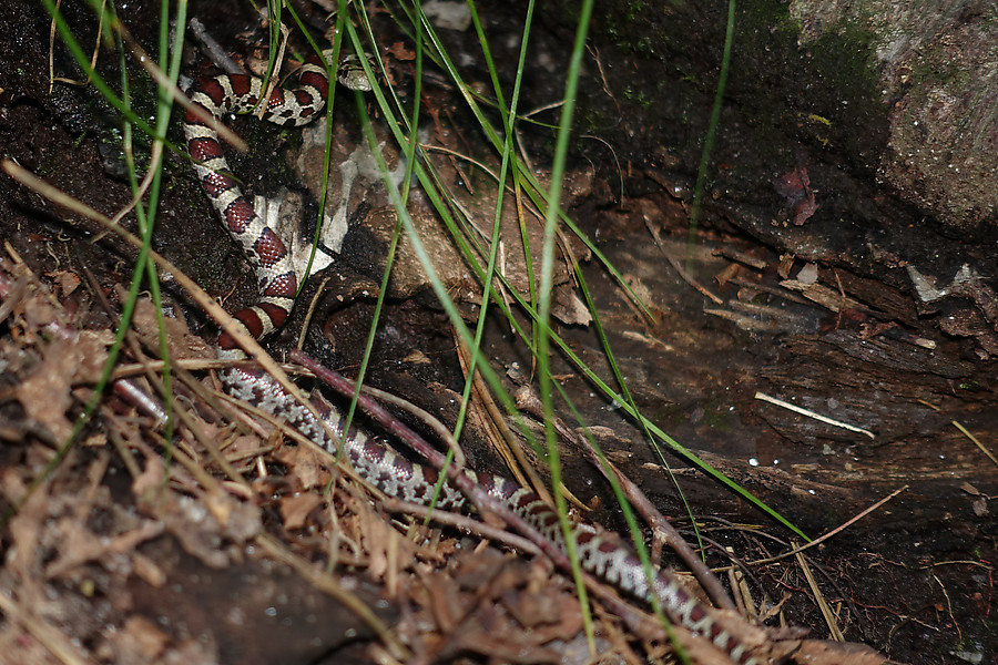 tiny snake by the base of T&T and Don't Think Twice