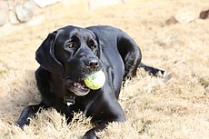 Ranger looking regal