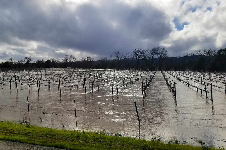 water vineyard