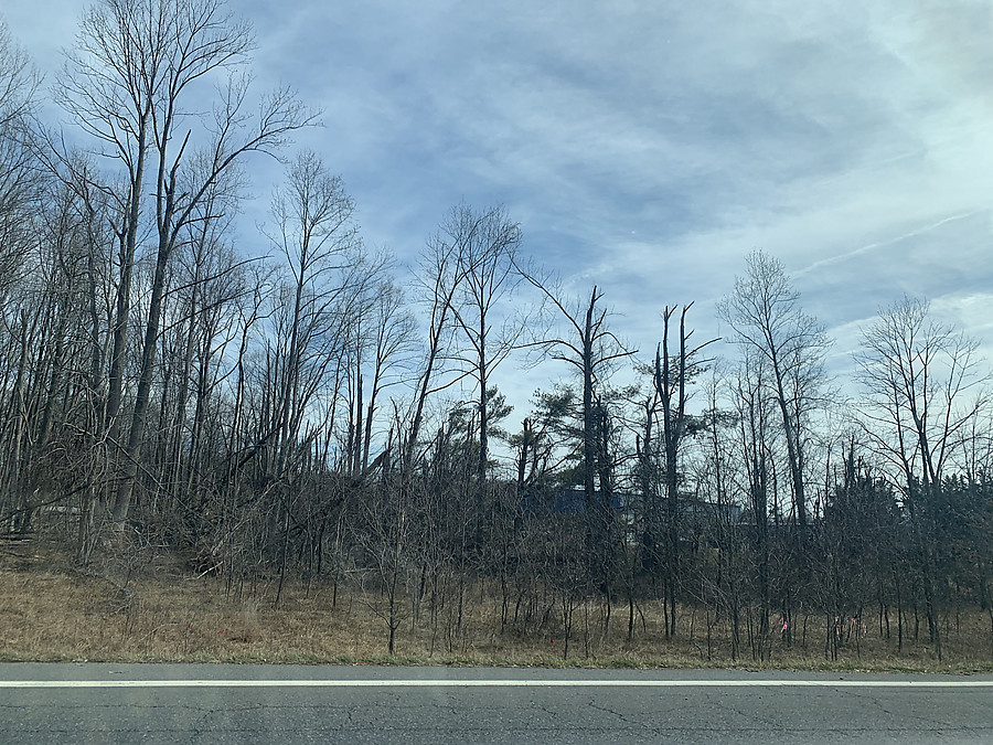 tornado snapped trees on Rt 32