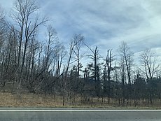 tornado snapped trees on Rt 32