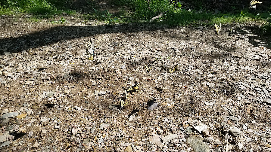 crowd of Monarch butterflies