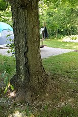 camp snake