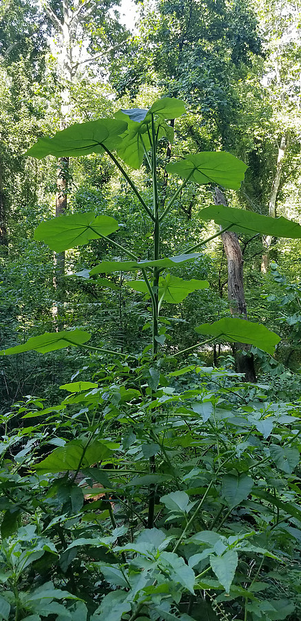 what is this massive (15+ tall) weed?