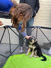 puppy petting event we came across while picking up food in downtown Winchester