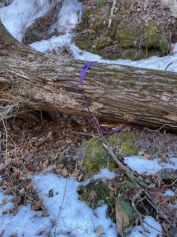 rap tat on tree that fell off the cliff