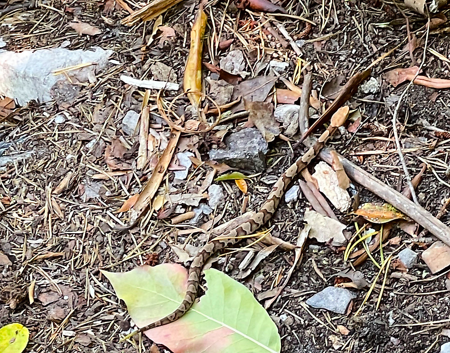 tiny copperhead on the trail down